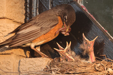 Mother and Father Robin working hard to feed chicks in nest built on windowsill on summer evening
