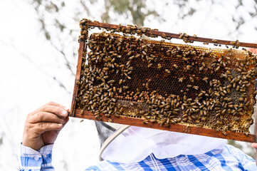 A beekeeper holds a frame with bees. Honey production. Apiary in nature. Natural food. bees on