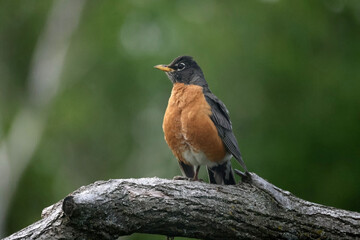 Mother and Father Robin working hard to feed chicks in nest built on windowsill on summer evening