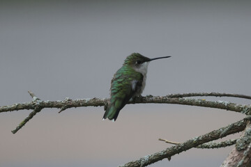Female Ruby Throated hummingbird on branch