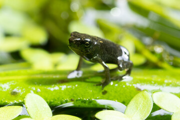 Selective focus A Newborn Baby Toad On Leaf Background