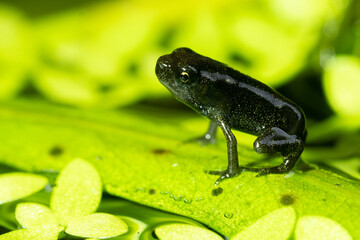Selective focus A Newborn Baby Toad On Leaf Background
