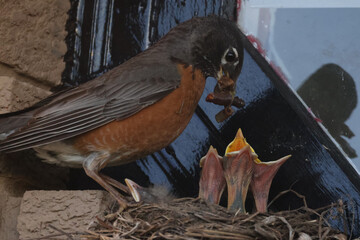 Mother and Father Robin working hard to feed chicks in nest built on windowsill on summer evening