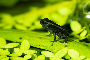 Fototapeta premium Selective focus A Newborn Baby Toad On Leaf Background