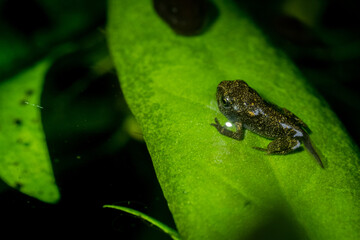 Selective focus A Newborn Baby Toad On Leaf Background