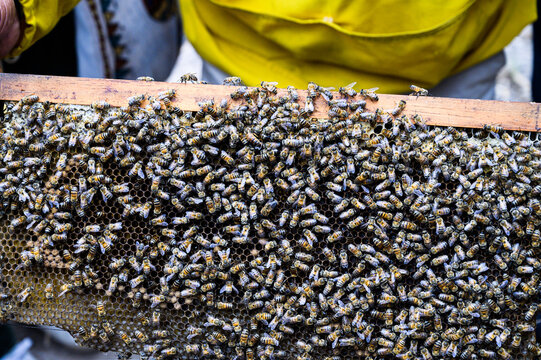 A beekeeper holds a frame with bees. Honey production. Apiary in nature. Natural food. bees on