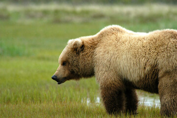 Brown Bear Katmai Alaska 