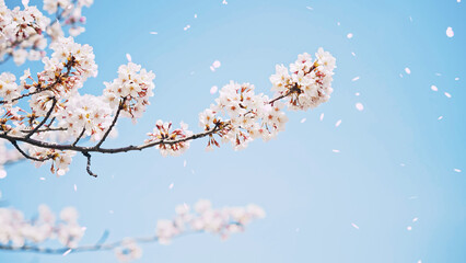 Obraz premium 桜吹雪