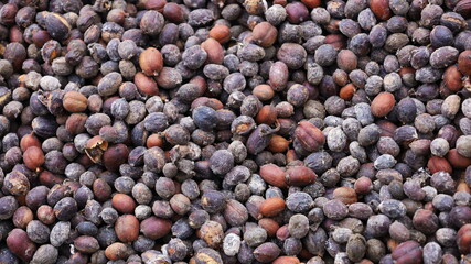 Close-up coffee bean husk. Background of coffee beans with husks from organic garden with copy space. Selective focus