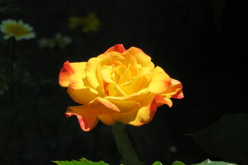 薔薇　リオサンバ