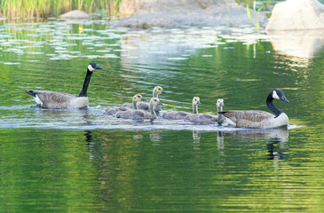 Canada goose family in the lake in spring season