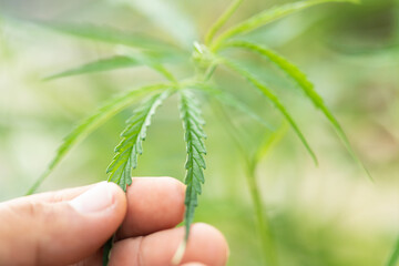 Hhand holding leaf of green fresh of marijuana tree. Soft focus on blur background.