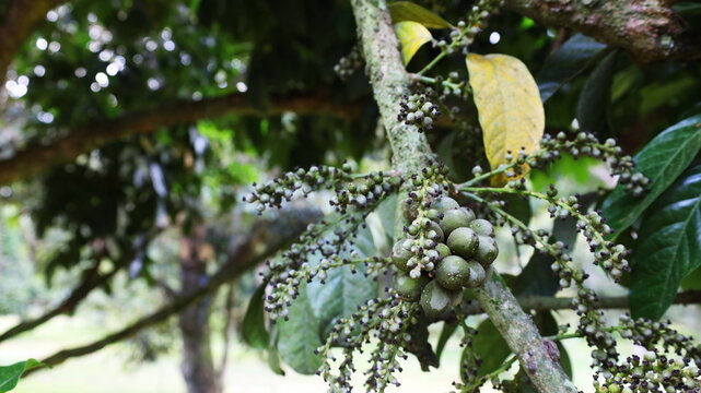 Fresh young Longkong on tree. Young bouquet of Langsat, Duku, Longkong, or Lanzones(Lansium domesticum Corr.) Tropical fruit in South East Asia with copy space. Selective focus