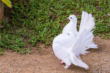white doves with beautiful fluffy tails on the track in the park on a summer day