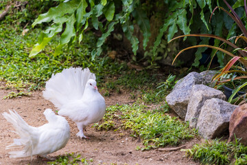 white doves with beautiful fluffy tails on the track in the park on a summer day