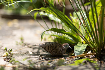 Obraz premium Close up zebra dove was resting under a tree.