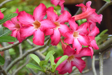 Many flowers of Adenium obesum close up
