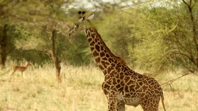 Side view of a lone giraffe in the African savannah wild in Tarangire National Park in Tanzania. Africa