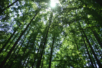 メタセコイアの森