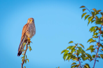 Common kestrel – falco tinnunculus against blue sky