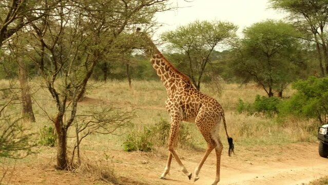 A lone giraffe in the wild of the African savannah walks past a safari car and tourists in Tarangire National Park in Tanzania. Africa