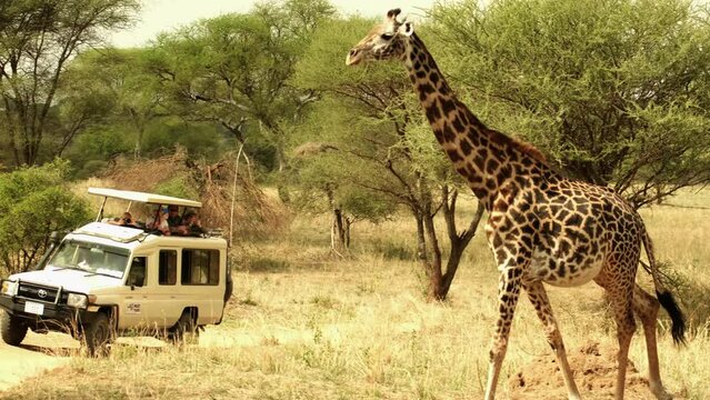 A lone giraffe in the wild of the African savannah walks past a safari car and tourists in Tarangire National Park in Tanzania. Africa