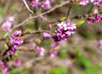 Obraz premium spring, a natural mountain park, plants bloom in the bosom of nature on a sunny day.*