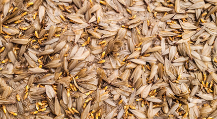 Brown wing termites