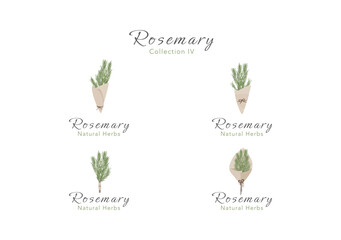 The collection of rosemary bouquet vector