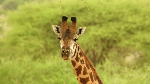 Close-up of a giraffe muzzle chewing grass