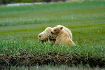 Brown Bear Cubs Katmai Peninsula