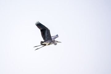 Obraz premium The flight of the The grey heron, latin name Ardea cinerea