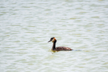 The waterfowl bird Great Crested Grebe swimming in the calm lake