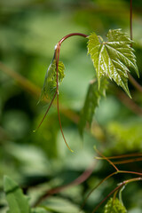Young leaves with shoots of grapes, nature.