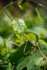 Young leaves with shoots of grapes, nature.