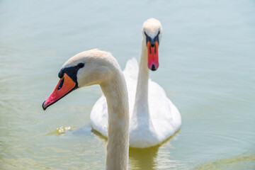 Obraz premium Portrait of a graceful white swan with long neck on blue water background.