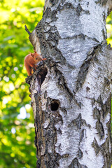 Orange forest squirrel on the trunk of an old birch near its hollow.