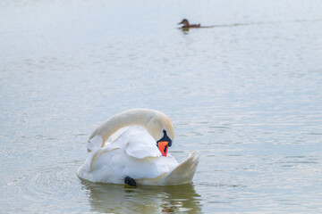 Naklejka premium Graceful white Swan swimming in the lake, swans in the wild. Portrait of a white swan swimming on a lake.