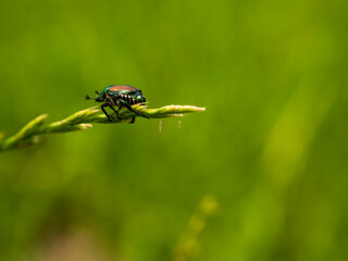 Naklejka premium コガネムシ