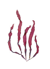 Beautiful ribbon-like red seaweed