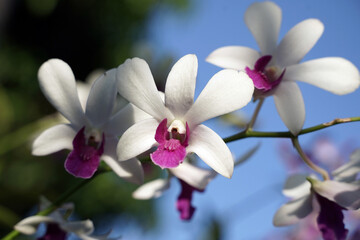 Fototapeta na wymiar close up of white orchid on shining morning with blue sky background