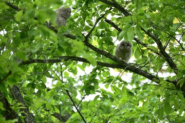 北海道にいるフクロウの雛