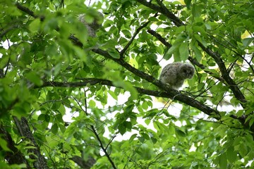 北海道にいるフクロウの雛