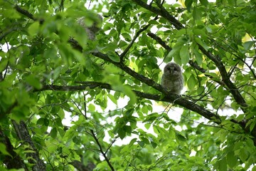 北海道にいるフクロウの雛