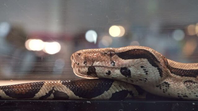 Ball python in the glass cabinet waiting to be sold. It's a popular pet in Thailand.