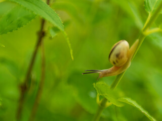 葉っぱの上のカタツムリ