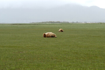 Brown Bears resting Katmai Peninsula Alaska