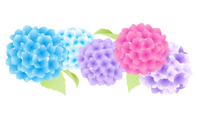 数種類の紫陽花のベクターイラスト