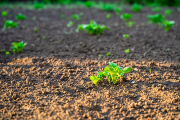 Evening rays of the sun in the garden with growing young potatoes. Garden bed with young potato sprouts, sunset lighting