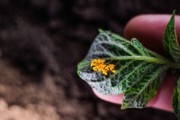 A hand holds a green leaf of potato with laid yellow-orange eggs of the Colorado potato beetle close-up against the background of the soil